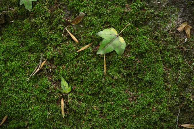 Close up view of moss and leaves on the ground.