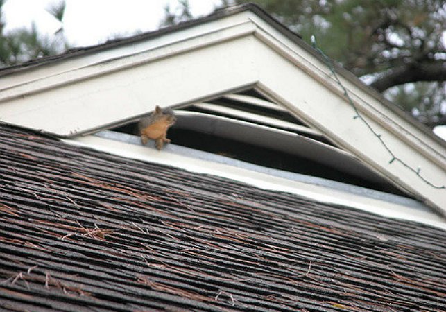 Squirrels in the Attic