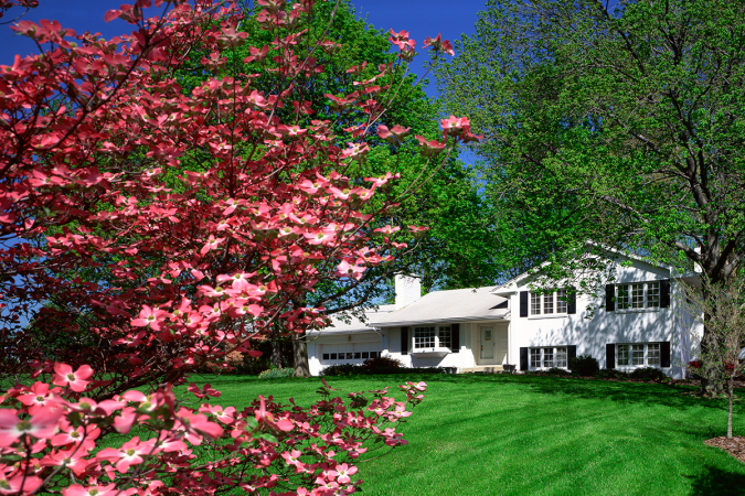 A house and yard with a blooming dogwood tree in the foreground.